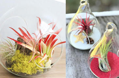crafts-air-plants
